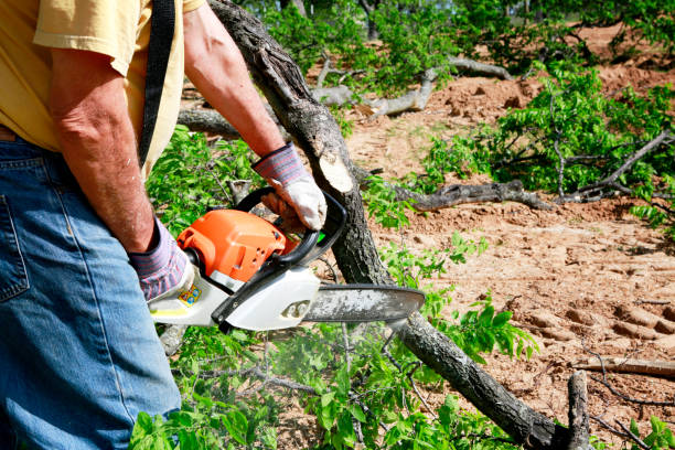 Best Hedge Trimming  in USA